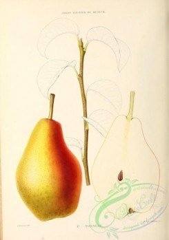 pear-00399 - Pear, 024 [2846x4050]