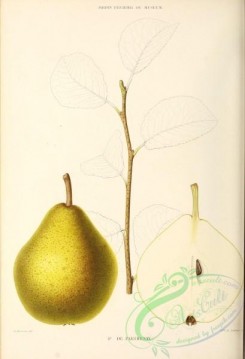 pear-00431 - Pear, 016 [2821x4130]