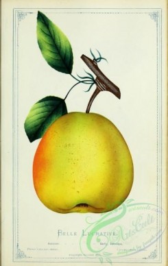pear-00480 - Pear - Belle Lucrative [2716x4297]