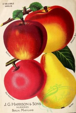 pear-00576 - 055-Apple, Pear [3237x4806]