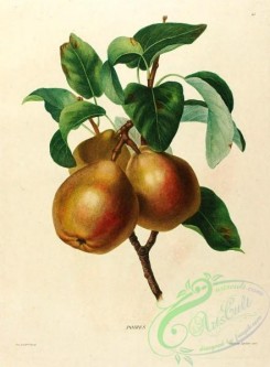 pear-01167 - Pear