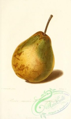 pear-01248 - Pear