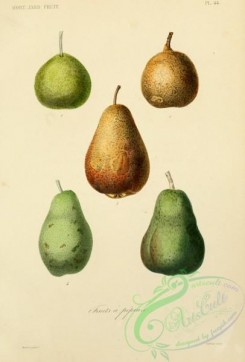 pear-01253 - 044-Pear