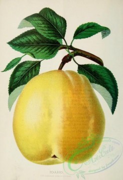 pear-01254 - Idaho Pear