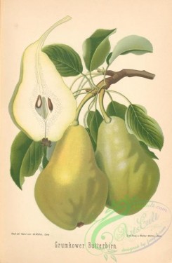 pear-01415 - 012-Pear Grumkower Butterbirn (Ger)