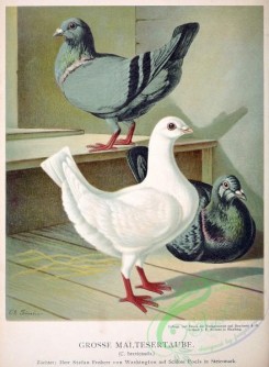 pigeons-00024 - 024-columba brevicauda [2207x3004]