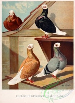 pigeons-00060 - 060-Baldhead [2207x3004]