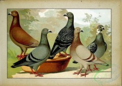 pigeons-00097 - 016-Reise-Brieftauben [2481x1755]