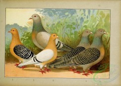 pigeons-00103 - 022-Lerchen, Koburger und mehlichte [2441x1750]