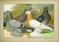 pigeons-00132 - 051-Erbsgelbe und altdeutsche Trommeltauben [2481x1755]