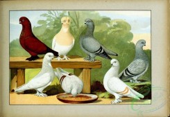 pigeons-00169 - 088-Tummler, kurzschnablige, Berliner [2541x1755]