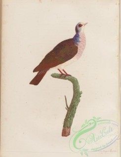pigeons-00282 - 041-Violaceous Quail-Dove, columba violacea