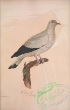 pigeons-00346 - 018-columba litoralis