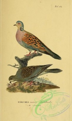 pigeons-00422 - European Turtle-Dove