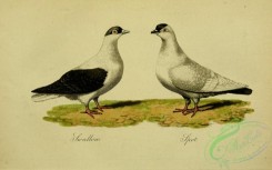 pigeons-00443 - Swallow Pigeon, Spot Pigeon