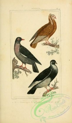 pigeons-00476 - 029-Pigeons, 2