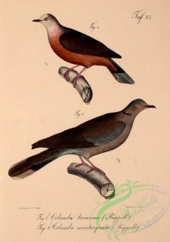pigeons-00491 - Eastern Lemon Dove (Abyssinian), Red-eyed Dove