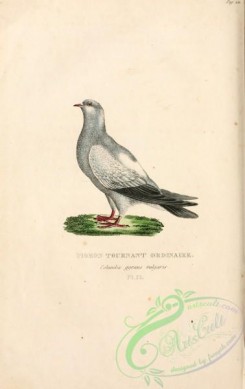 pigeons-00513 - columba gyrans vulgaris