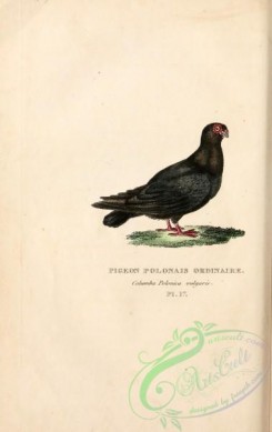 pigeons-00522 - columba polonica vulgaris