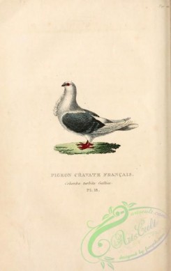 pigeons-00528 - columba turbita gallica