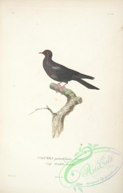 pigeons-00621 - columba portoricensis