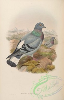 pigeons-00683 - Mongolian Rock-Pigeon