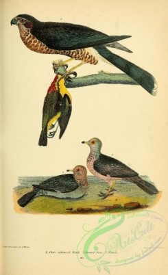 pigeons-00735 - Slate coloured Hawk, Ground Dove