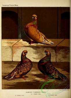 pigeons-00916 - Almond Tumbler Cock Pigeon