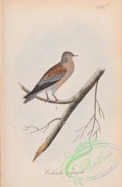 pigeons-00969 - 119-Rupicol Dove, columba rupicola
