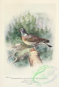 pigeons-01023 - Wood-Pigeon or Ring-Dove, columba palumbus