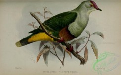 pigeons-01238 - ptilopus pictiventris
