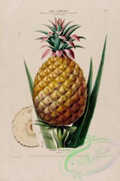 pineapple-00029 - Pineapple