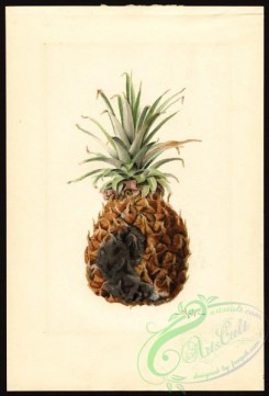 pineapple-00037 - 7372 - Ananas comosus - Pineapple