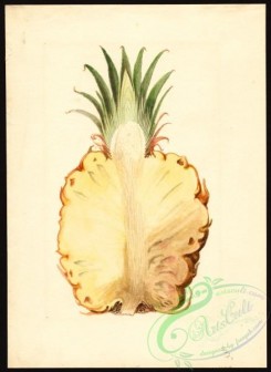 pineapple-00039 - 7374 - Ananas comosus - Pineapple