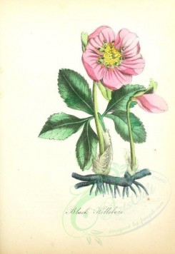 pink_flowers-00001 - Black Hellebore [1856x2693]