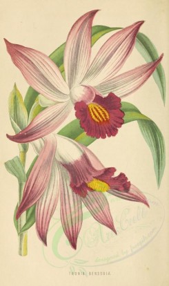 pink_flowers-00033 - thunia bensoniae [1822x3069]