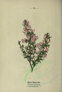 pink_flowers-00060 - Rest Harrow - ononis spinosa [2018x2994]