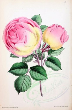 pink_flowers-00114 - Rose Tea, 2 [1849x2841]