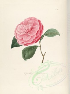 pink_flowers-00259 - camellia carolinea [2749x3665]