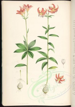pink_flowers-00286 - lilium medeoloides, lilium avenaceum [4079x5773]