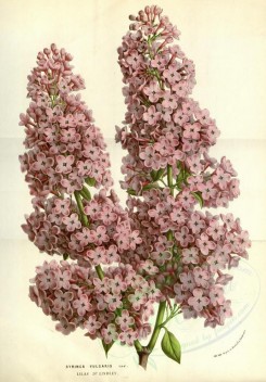 pink_flowers-00851 - syringa vulgaris [3377x4840]