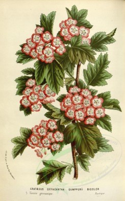 pink_flowers-00883 - crataegus oxyacantha gumpperii bicolor [2240x3585]