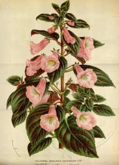 pink_flowers-00905 - plectopoma naegelioides suaveroseum [3592x4964]