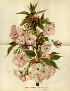 pink_flowers-00932 - cerasus caproniana flore roseo pleno [3637x4707]