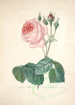 pink_flowers-00964 - rosa centifolia bullata [4954x6912]