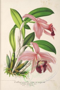 pink_flowers-01004 - cattleya pumila [3938x5850]