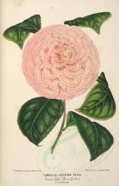 pink_flowers-01050 - camellia caterina rossi [3582x5588]