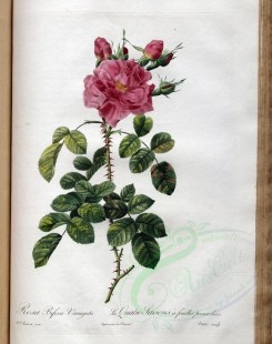 pink_flowers-01099 - rosa bifera variegata [3400x4300]