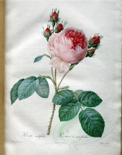 pink_flowers-01103 - rosa centifolia [3400x4300]