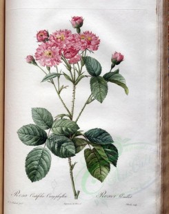 pink_flowers-01109 - rosa centifolia caryophyllea [3400x4300]